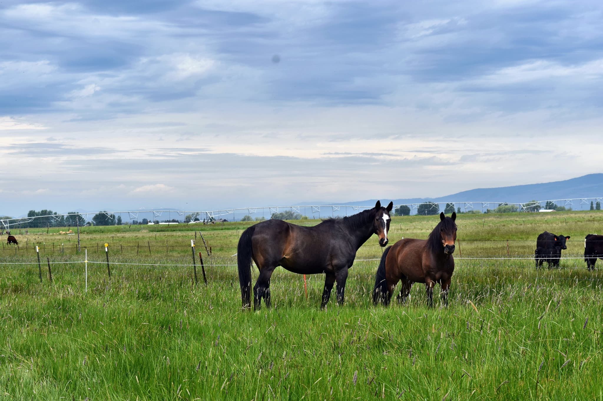 Horses standing in a green field